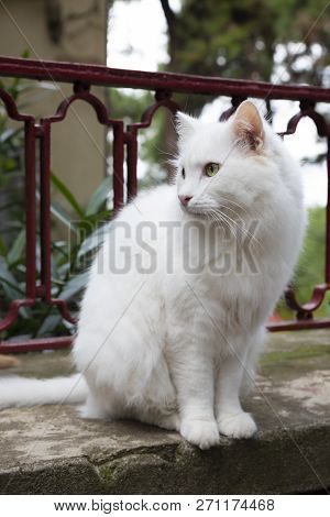 A White Beautiful Cat Is On A Garden Wall At Outdoor