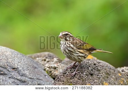 Streaky seedeater perching on stone at Ngorongoro Crater in Tanzania, East Africa (Crithagra striolatus) 
