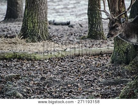 Sturdy Fallow Deer Feeds On Beechnut Hidden In Dry Leaves.