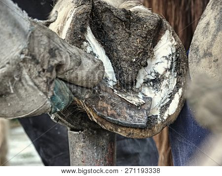 Necessary Hoof Care Of Horse Before Being Mounted Horseshoe. Cut Of Worn Keratin.