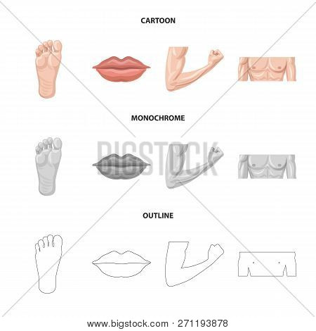 Vector Illustration Of Human And Part Icon. Set Of Human And Woman Vector Icon For Stock.
