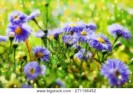 Beautiful Purple Blue Chrysanthemums Blurred Background Close-up