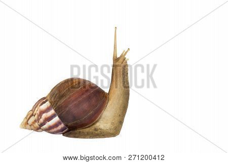 Garden Snail Isolated On White. Snail Achatina On A White Background. Big Snail Closeup. Animal Worl