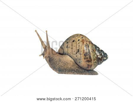 Garden Snail Isolated On White. Snail Achatina On A White Background. Big Snail Closeup. Animal Worl