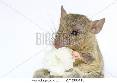 Mouse Animal Rat Eating Food Scrapsbin Isolated On White Background