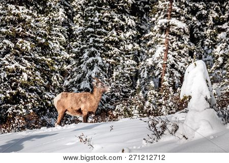Banff National Park
