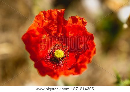 Red Flower With Yellow Center Alone Exterior