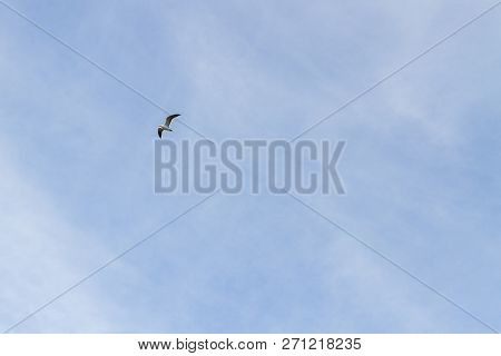 Bird Seagull Flying In The Sky In Cloudy Weather