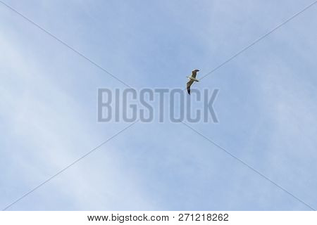 Bird Seagull Flying In The Sky In Cloudy Weather