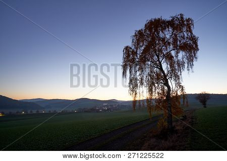 Tree On Dirt Road In The The Sunset
