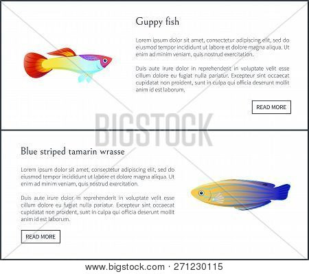 Cuppy Fish And Blue Striped Tamarin Wrasse Posters With Headlines Set. Fauna Species Of Sea Or Ocean