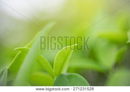 Green Leaf In The Morning With Sunlight At Garden ,natrural Green Plants. Image Use For Background C
