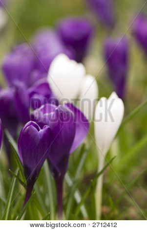 Krokus