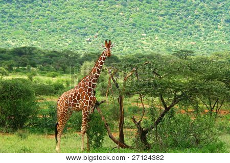 Žirafa v přírodě. Afrika. Keňa. Do národního parku Samburu.