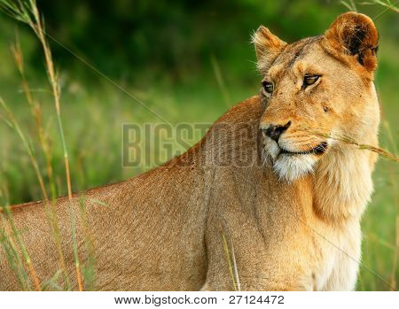Lioness africam ป่าที่สวยงาม แอฟริกา เคนย่า โรงแรมมาไซมารา