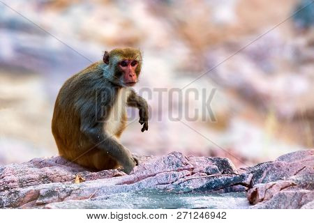Sri-lankan Toque Macaque Or Macaca Sinica In Nature