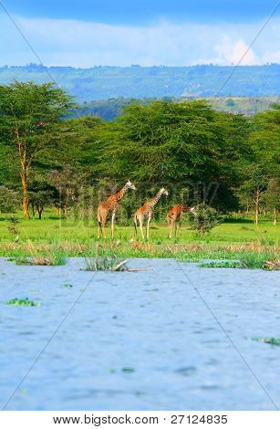 Famiglia di giraffe selvatici sul lago Naivasha. Africa. Kenia