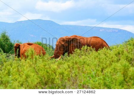 Sloni v přírodě. Afrika. Keňa. Do národního parku Samburu.