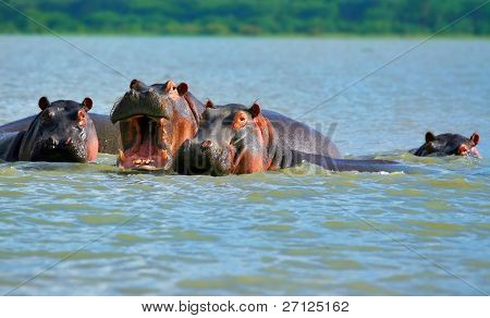 Famiglia degli ippopotami sul lago Naivasha. Africa. Kenia