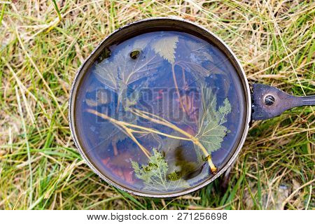 Fragrant Delicious Forest Tea Or A Decoction Or Infusion Of Leaves Of Wild Black Currant Is Cooked I