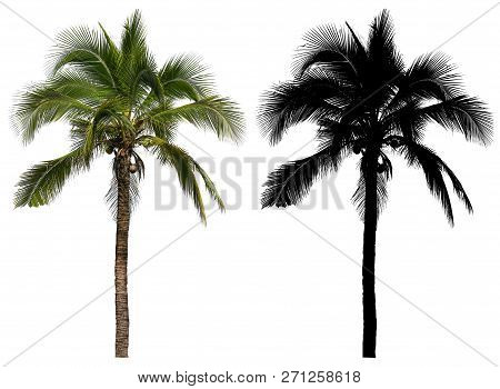 A High And Tall Coconut Palm Tree With Black Alpha Mask Isolated On White Background.