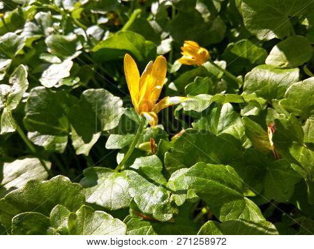 Wild Lesser Celandine Flower (ranúnculus Ficaria) With Leaves In Early Spring