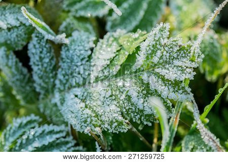 Close Up Image Of Frozen Leaf Of Silverweed Growing In A Meadow, Covered With White Crystals Of Ice,