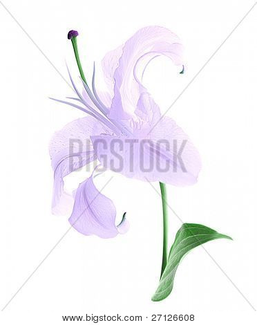 Fiore bellissimo giglio viola isolata on white background
