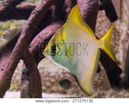 Silver Moon Fish In Closeup, A Tropical Aquarium Pet From The Pacific Ocean.