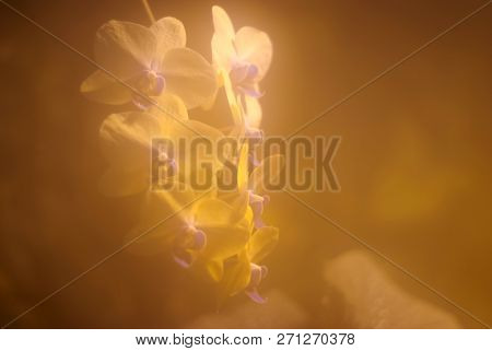Delicate Pink Pastel Blurred Background With Orchid Flowers