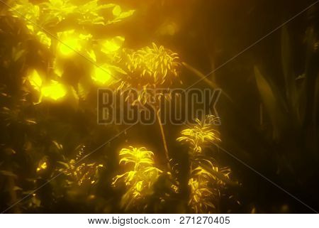 Blurred Vegetative Background - Golden Sunlight On Tropical Foliage In Dark Undergrowth