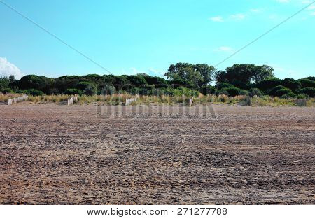 Mediterranean Vegetation With Sand And Shrubs Called Mediterranean Macchia