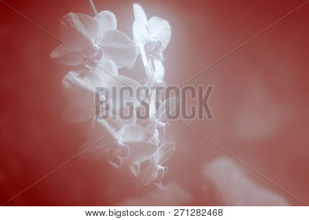 Delicate Pink Blurred Background With White Orchid Flowers