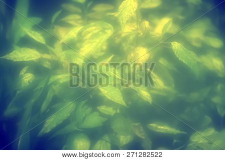 Foggy Blurred Floral Background With Illuminated Leaves Of Tropical Plants