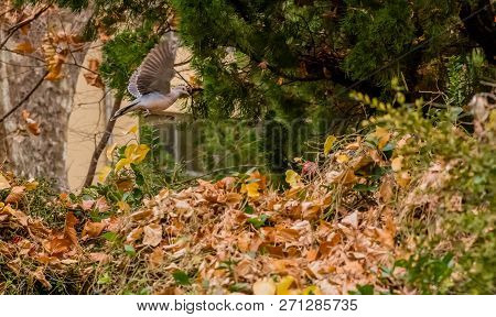 Oriental Turtledove In Flight Over Bushes And Dry Leaves.