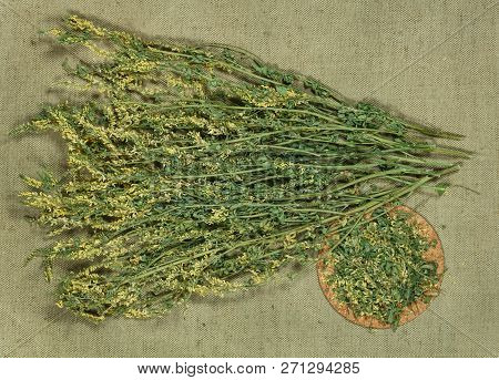 Melilot. Dry Herbs For Use In Alternative Medicine, Phytotherapy, Spa, Herbal Cosmetics. Preparing I