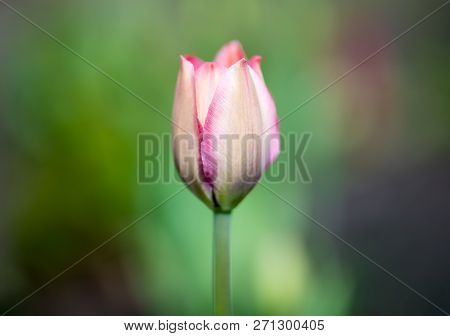 One Bud Of Pink Tulip In The Center Of The Photo On A Blurred Green Background