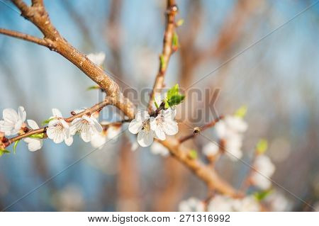 Spring Photo Of A Blossoming Tree Close-up And Space For Text. Natural Texture Of A Flowering Tree.