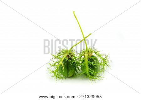 Passiflora Foetida Scarletfruit / Passion Flower Green Cherry Wild