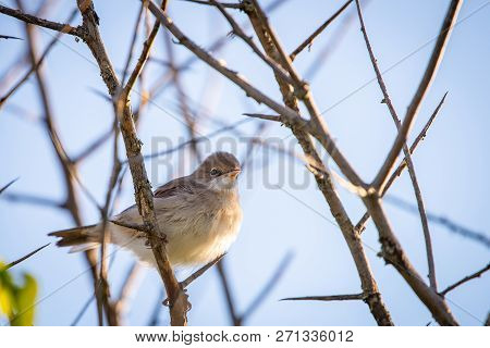 Eurasian Reed Warbler Or Acrocephalus Scirpaceus Close.