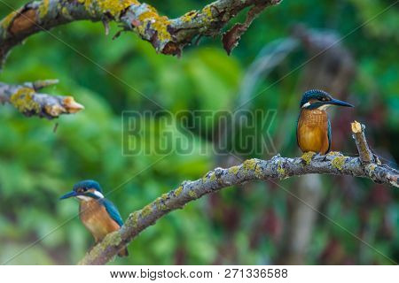 Common European Kingfisher Or Alcedo Atthis Sits On A Stick Above The River And Hunting For Fish. Th