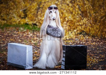 Stylish, Fashionable Dog,  Afghan Hound In A Fur Manto With Shopping Bags Against The Background Of 