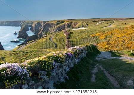 Countryside Landscape With Flowery Bed Near Bedruthan Steps In Cornwall United Kingdom