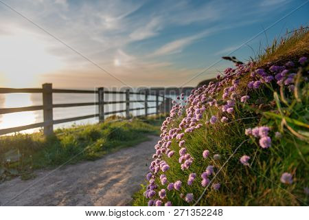 Flowers On The Path Leading To Bedruthan Steps In Cornwall, Uk.