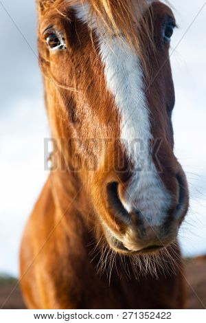 Close Up Of The Face Of The New Forrest Pony Looking At Camera, Hampshire, Uk