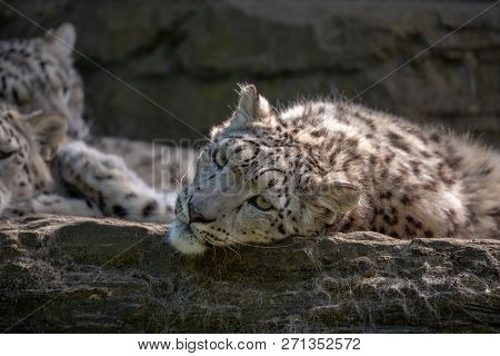 Face Of Female White Snow Leopard Laying On The Ledge