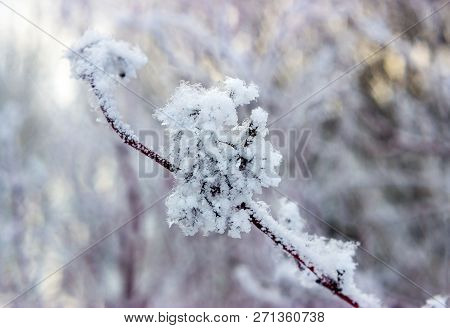 Sprig Puzyreplodnika Kalinolistnogo, Physocarpus Opulifolius Clear Winter Day. Shallow Depth Of Fiel