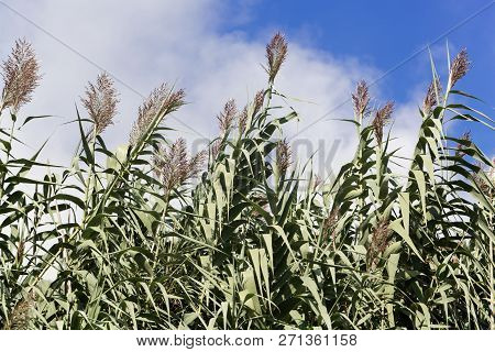 Giant Miscanthus (miscanthus X Giganteus)