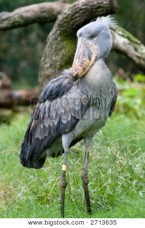 Shoebillstork