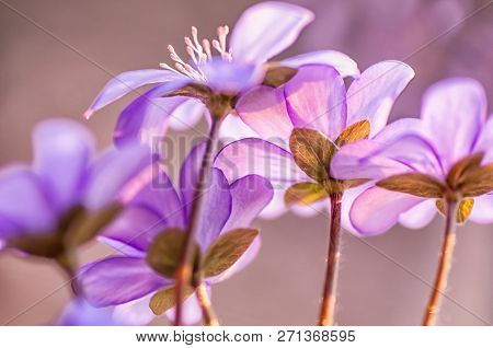 Blue Flowers Blooming In April. Common Hepatica. Hepatica Nobilis. First Spring Flower.